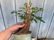 Load image into Gallery viewer, Trident Maple #39