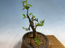 Load image into Gallery viewer, Chinese Quince 011