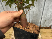 Load image into Gallery viewer, Zelkova, Japanese Grey Bark Elm #12