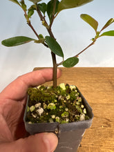 Load image into Gallery viewer, Chinese Quince