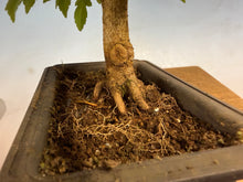 Load image into Gallery viewer, Trident Maple 014