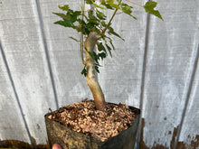 Load image into Gallery viewer, Trident Maple #2