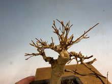 Load image into Gallery viewer, Trident Maple 002