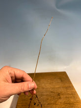 Load image into Gallery viewer, Trident Maple Bare Root -Standard 6-10”