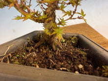Load image into Gallery viewer, Kotohime Japanese Maple-010
