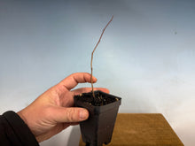 Load image into Gallery viewer, Pourthiaea Villosa, Kamatuka, Christmas Berry