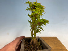 Load image into Gallery viewer, Kotohime Japanese Maple-016