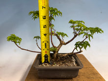 Load image into Gallery viewer, Shishigashira Japanese Maple 016