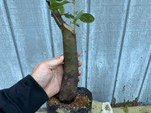 Load image into Gallery viewer, Chinese Quince #5