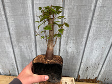 Load image into Gallery viewer, Zelkova, Japanese Grey Bark Elm #2