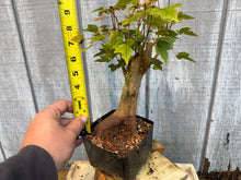 Load image into Gallery viewer, Trident Maple #17