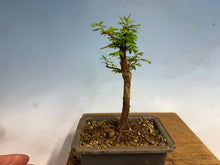 Load image into Gallery viewer, Dawn Redwood 005