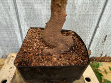 Load image into Gallery viewer, Trident Maple #30
