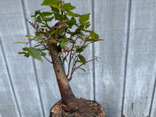 Load image into Gallery viewer, Zelkova, Japanese Grey Bark Elm #14