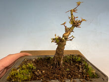 Load image into Gallery viewer, Kotohime Japanese Maple-005
