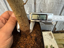 Load image into Gallery viewer, Trident Maple #25