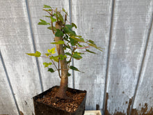 Load image into Gallery viewer, Trident Maple #5