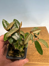 Load image into Gallery viewer, Gumi (Eleagnus)