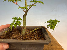 Load image into Gallery viewer, Shishigashira Japanese Maple 013