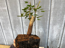 Load image into Gallery viewer, Trident Maple #20