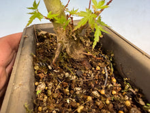 Load image into Gallery viewer, Kotohime Japanese Maple-014