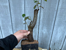 Load image into Gallery viewer, Chinese Quince #4