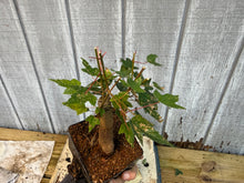 Load image into Gallery viewer, Trident Maple #20