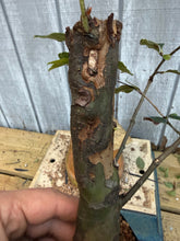 Load image into Gallery viewer, Chinese Quince #9