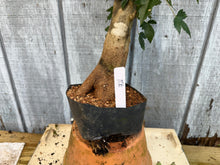 Load image into Gallery viewer, Trident Maple #21