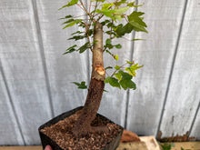 Load image into Gallery viewer, Trident Maple #31