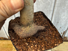 Load image into Gallery viewer, Trident Maple #7