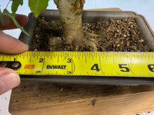Load image into Gallery viewer, Trident Maple 027