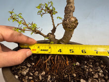 Load image into Gallery viewer, Chinese Elm var. Yatsabusa Cork Bark 002