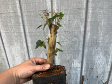 Load image into Gallery viewer, Trident Maple #6