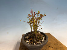 Load image into Gallery viewer, Japanese Maple Clump 002 13 Trees