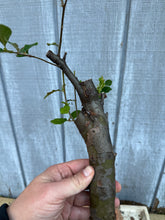 Load image into Gallery viewer, Chinese Quince #7