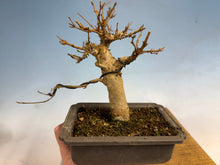 Load image into Gallery viewer, Trident Maple 002