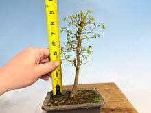 Load image into Gallery viewer, Chinese Hackberry, Celtis 004