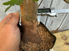 Load image into Gallery viewer, Trident Maple #45