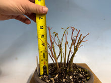 Load image into Gallery viewer, Japanese Maple Clump 001-11 Trees