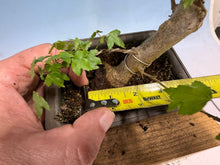 Load image into Gallery viewer, Trident Maple 008