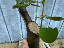 Load image into Gallery viewer, Chinese Quince #5