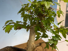 Load image into Gallery viewer, Trident Maple 027