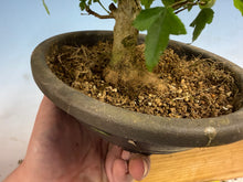 Load image into Gallery viewer, Trident Maple 022