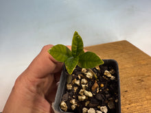 Load image into Gallery viewer, Japanese Gardenia