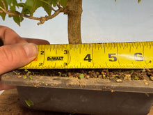 Load image into Gallery viewer, Trident Maple 010