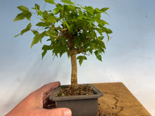 Load image into Gallery viewer, Trident Maple 024