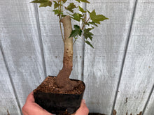 Load image into Gallery viewer, Trident Maple #30