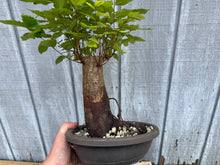 Load image into Gallery viewer, Zelkova, Japanese Grey Bark Elm #21