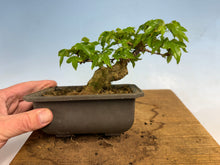 Load image into Gallery viewer, Trident Maple 025